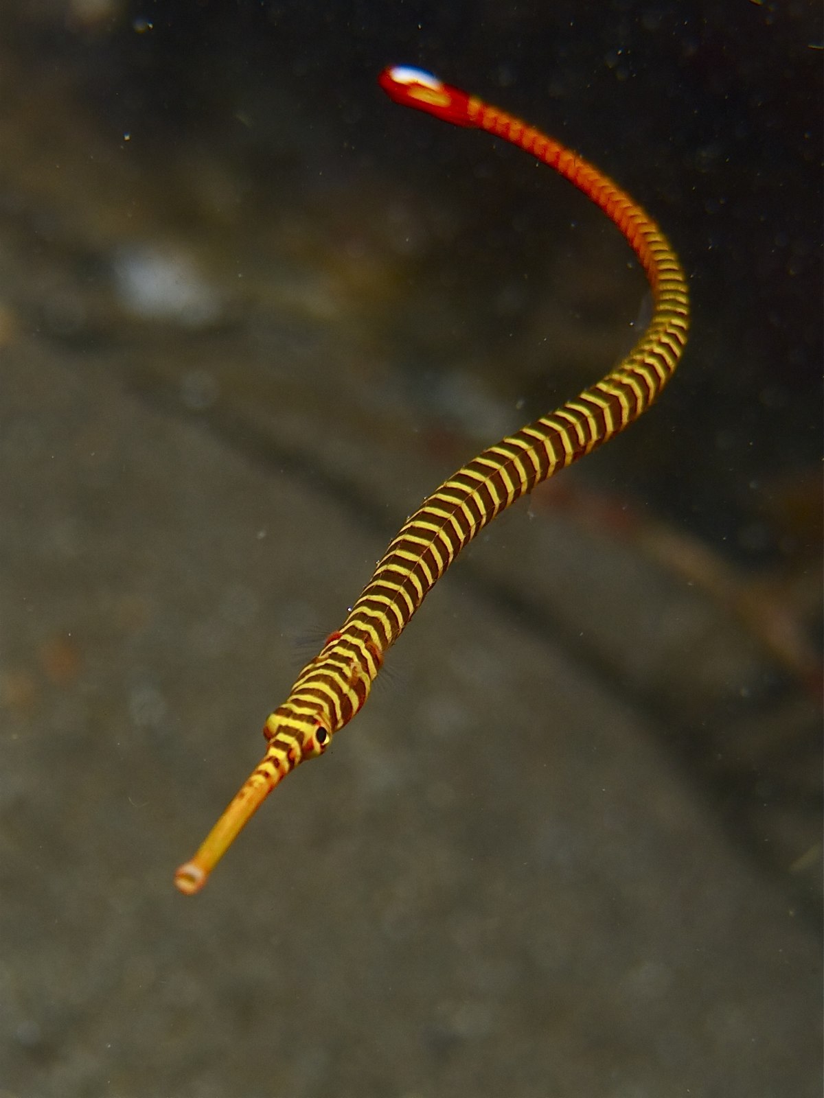 Multi-Banded Pipefish (Doryrhamphus pessuliferus)