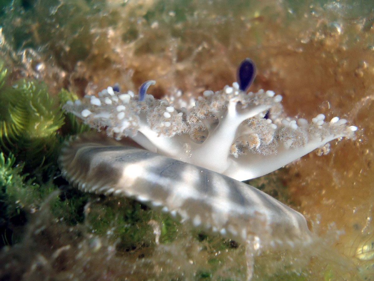 Upside-Down Jellyfish (Cassiopea sp.)
