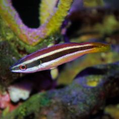 Yellowtail Cleaner Wrasse (Diproctacanthus Xanthurus)