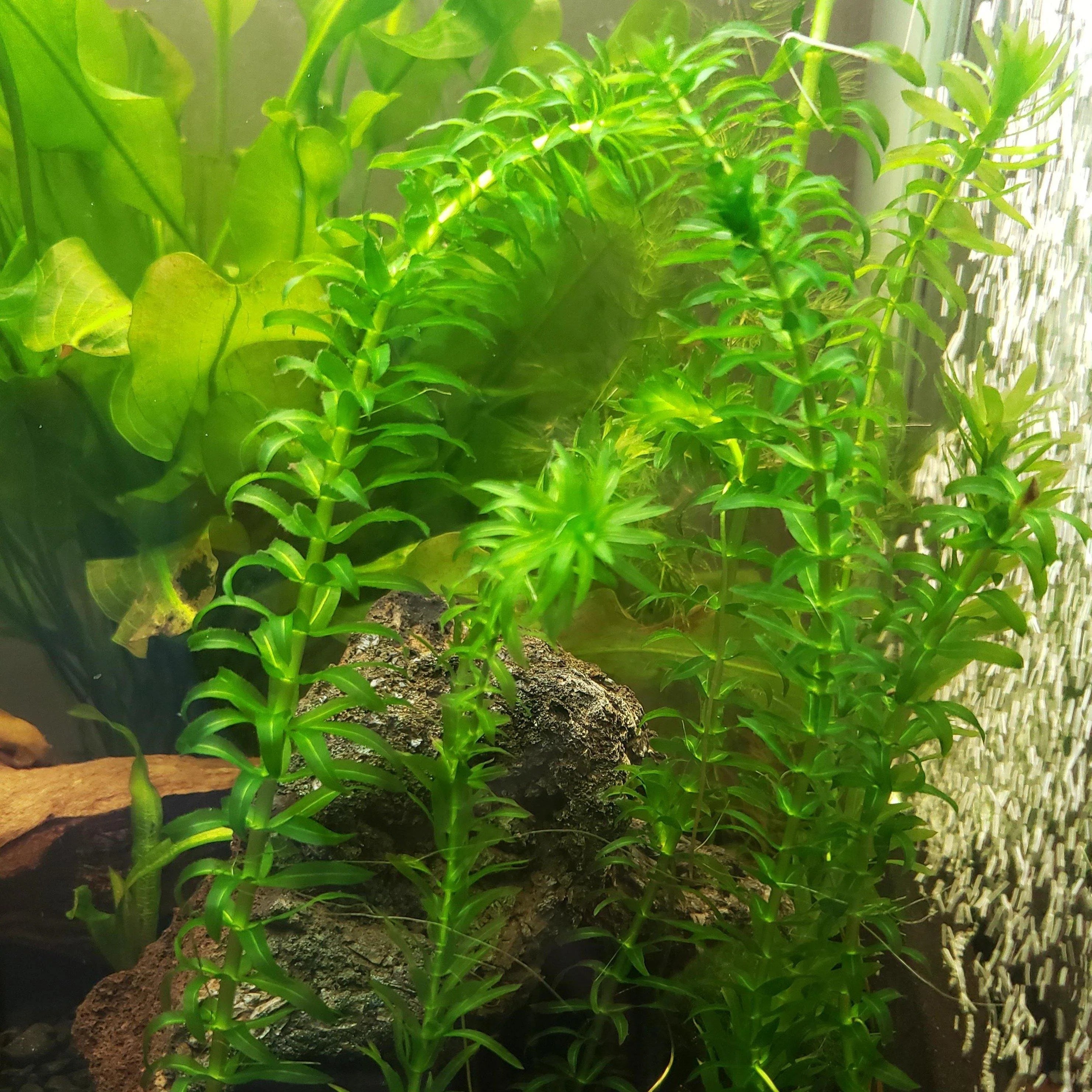 Anacharis (Egeria densa)