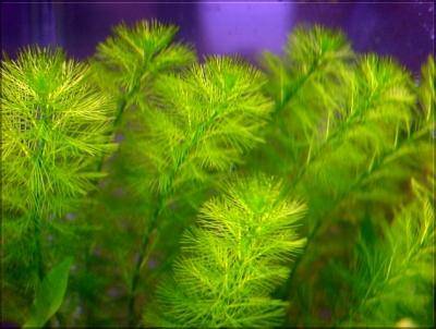 Myriophyllum aquaticum (Parrot Feather)