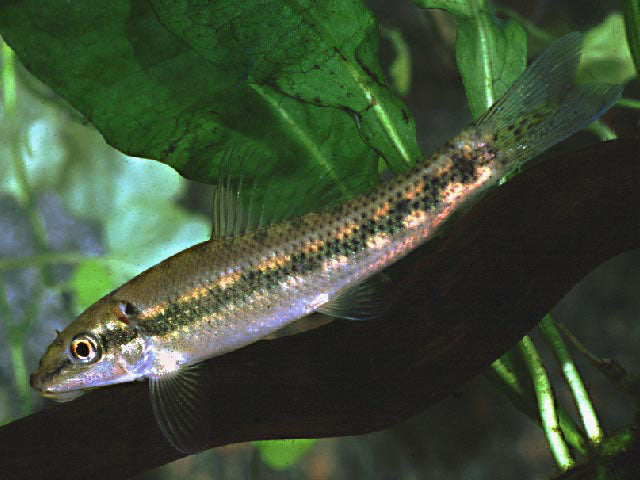 Chinese Algae Eater (Gyrinocheilus aymonieri)