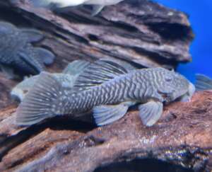 Chubby Pleco L-056 (Parancistrus aurantiacus)