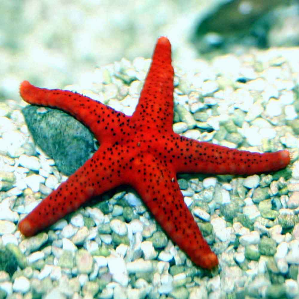 Red Fromia Starfish (Fromia milleporella)