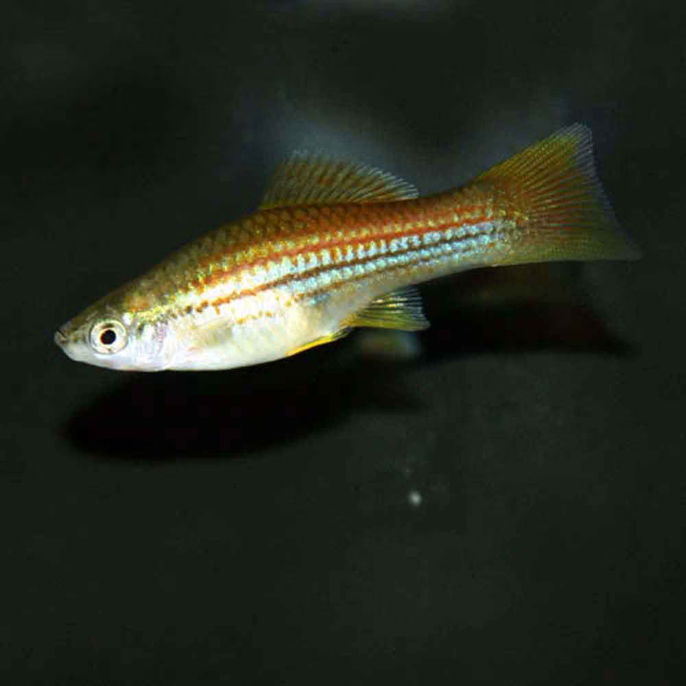 Neon Swordtail (Xiphophorus helleri)