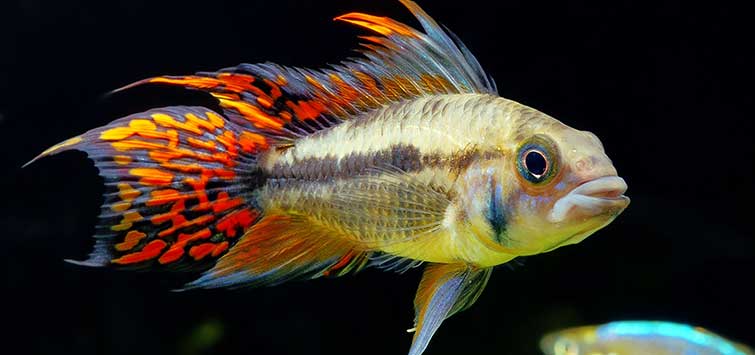 Cockatoo Dwarf Cichlid (Apistogramma cacatuoides)