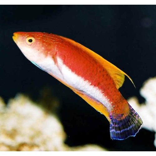 Tono's Fairy Wrasse (Cirrhilabrus tonozukai)