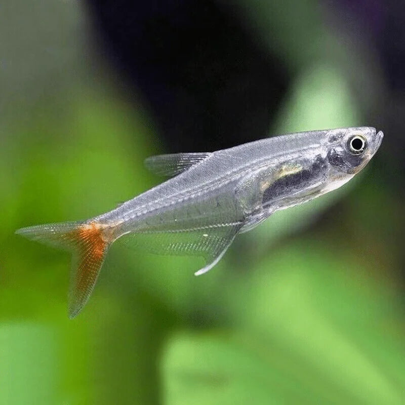 Glass Bloodfin Tetra (Prionobrama filigera)