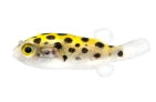 Green Spotted Puffer (Dichotomyctere nigroviridis)