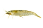 Bamboo Shrimp (Atyopsis mollucensis)