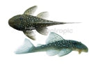 Blue Phantom L-128 Pleco (Hemiancistrus sp.)