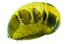 Pumpkin Stripe Nerite (Neritina sp.)