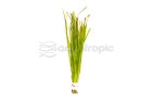 Vallisneria nana - Thin Straight (Vallisneria spiralis)