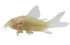 Albino Longfin Corydora (Corydoras aeneus)
