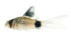 Longfin Panda Cory Cat (Corydoras panda)