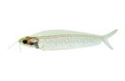 Glass Catfish (Kryptopterus bicirrhis)