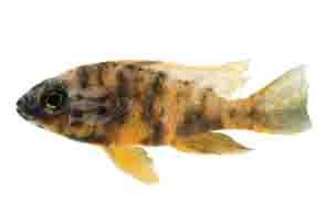 Multicolor Peacock Cichlid (Aulonocara nyassae)