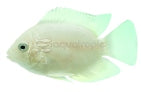Gold Severum (Heros severus)