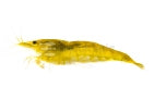 Yellow Shrimp (Neocaridina davidi)