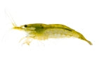 Green Jade Shrimp (Neocaridina sp.)