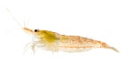 Snowball Shrimp (Neocaridina cf zhangjiajiensis)