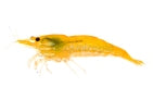 Pumpkin Shrimp (Neocaridina denticulata)
