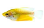Thicklip Sunset Gourami (Colisa labiosa)