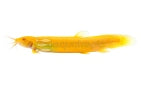 Gold Dojo Loach (Misgurnus anguillicaudatus)