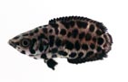 Leopard Ctenopoma (Ctenopoma acutirostre)