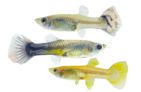 Assorted Female Guppy (Poecilia reticulata)