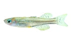 Gertrudae Spotted Blue-Eye Rainbowfish