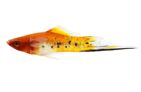 Koi Sanke Swordtail (Xiphophorus helleri)