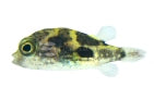 Pea Puffer (Carinotetraodon travancoricus)