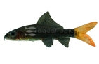 Red Tail (Epalzeorhynchos bicolor)