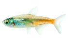 Diamond Head Neon Tetra (Paracheirodon innesi)