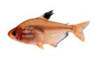 Serpae Tetra (Thorichthys meeki)