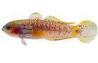 Peacock Gudgeon (Tateurndina ocellicauda)