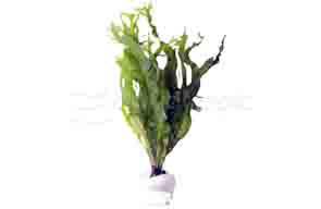 Microsorum 'Windlov'