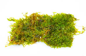 Flame Moss (Taxiphyllum sp.)