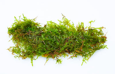 Christmas Moss (Vesicularia montagnei)