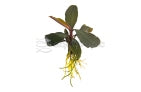 Bucephalandra "Red Central"