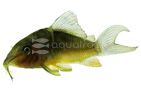 Emerald Green Catfish (Brochis splendens)