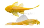 Albino Marble Sailfin Pleco (L-83) (Pterygoplichthys gibbiceps)