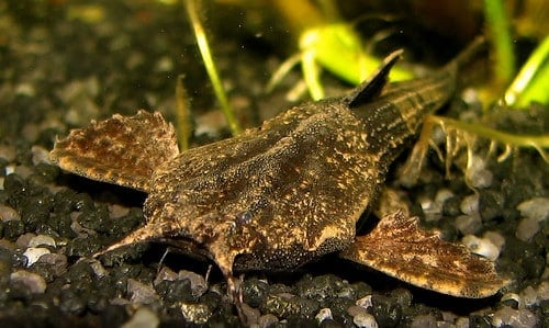 Banjo Catfish (Bunocephalus coracoideus)