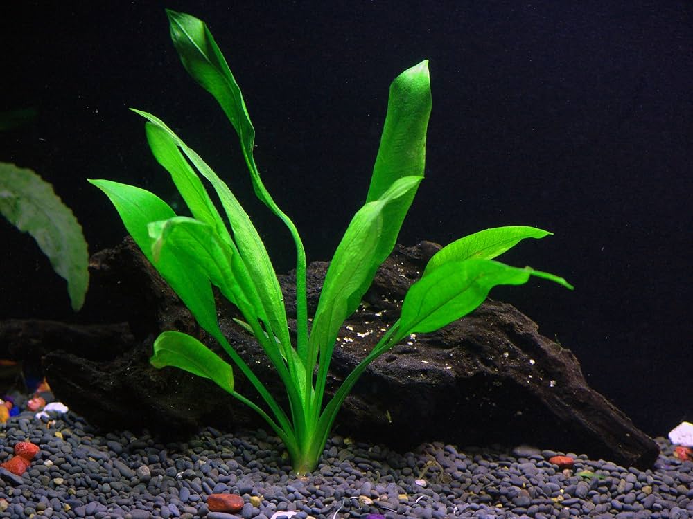 Echinodorus Bleheri (Amazon Sword)