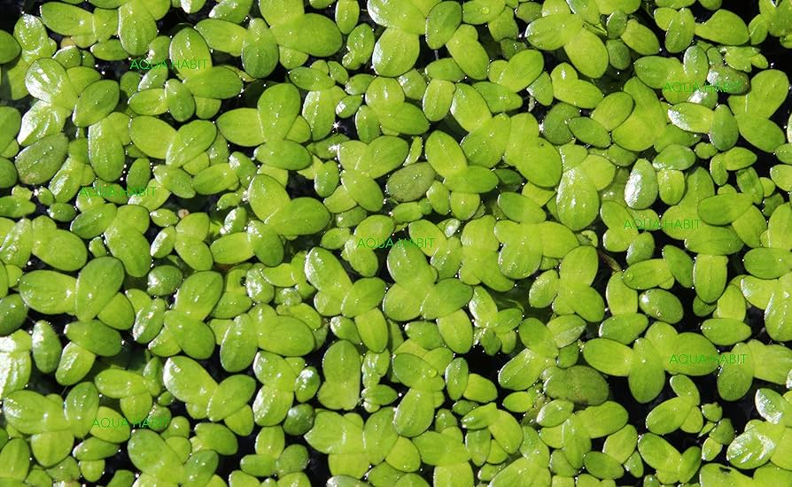 Duckweed Bundle (Lemna Minor)