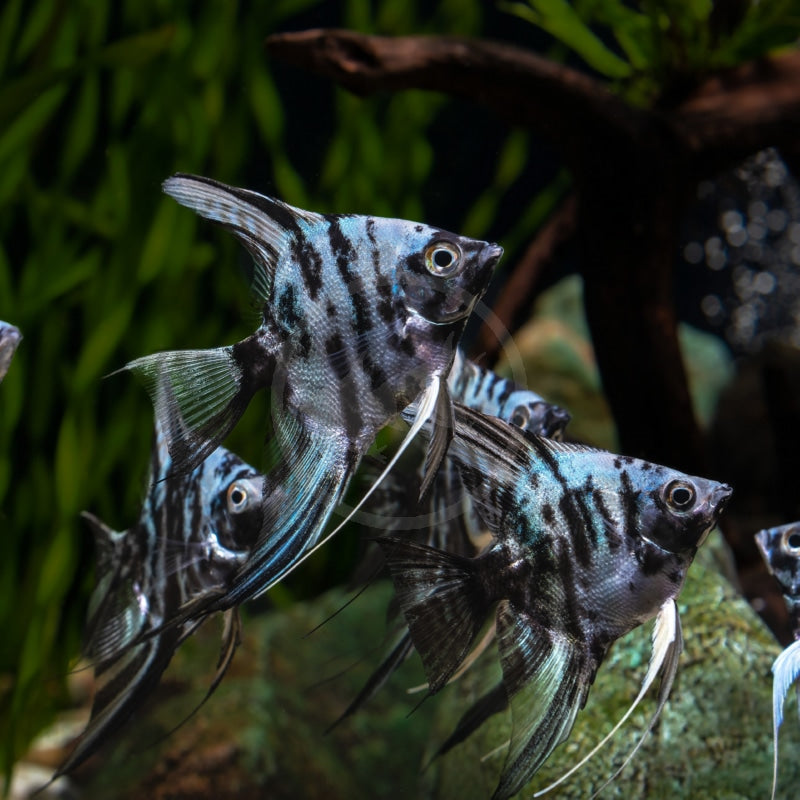 Marble Blue Angelfish (Pterophyllum scalare sp)