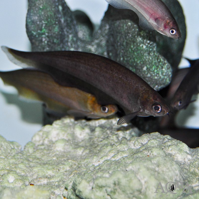 African Knifefish  (Xenomystus nigri)