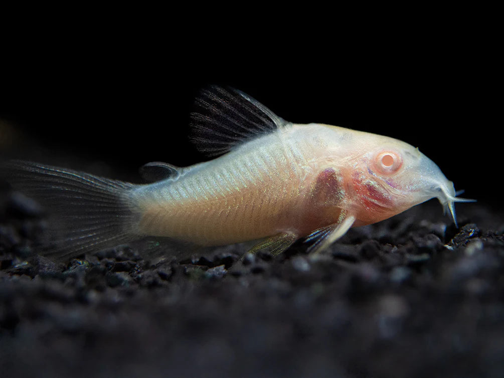 Albino Corydora (Corydoras aeneus)