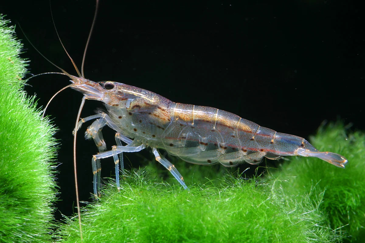 Amano Shrimp (Caridina multidentata)